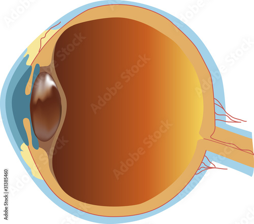 Eye