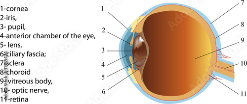 Structure of human eye (section)