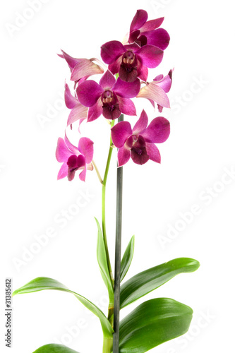 Fototapeta Naklejka Na Ścianę i Meble -  orchidee