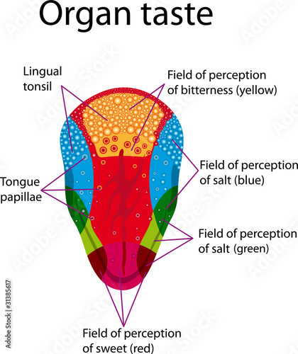 Organ taste1