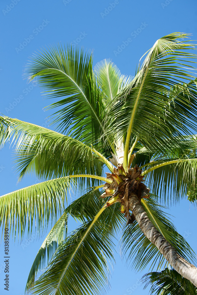 Fototapeta premium palmier