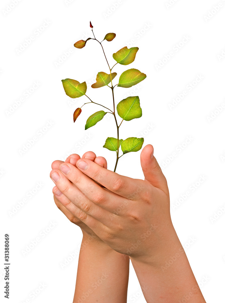 Sapling in palms as a symbol of nature protection Sapling in palms as a symbol of nature protection