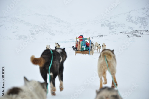 Dog sledging trip in cold snowy winter, Greenland