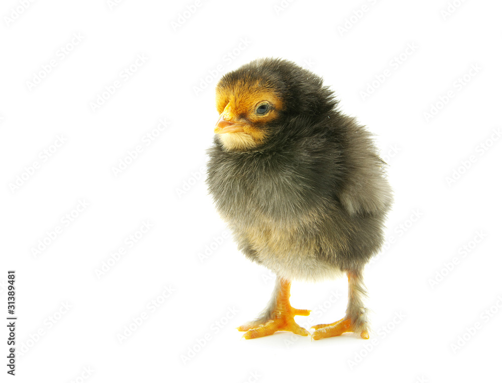 Obraz premium chicken