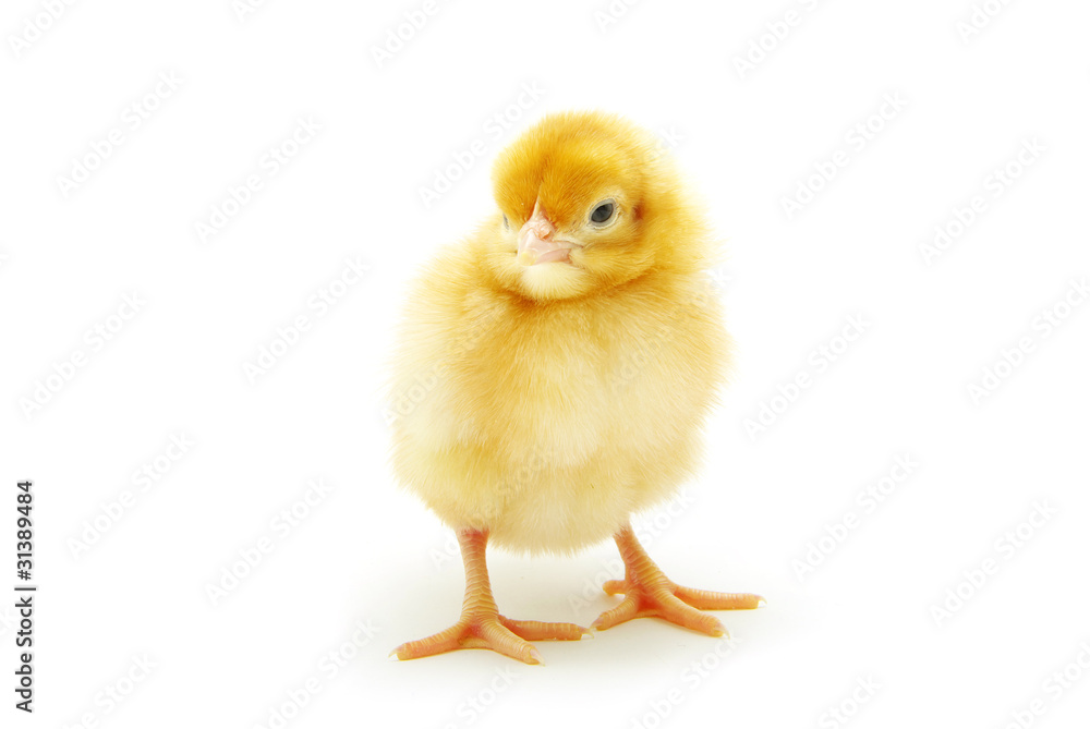 chicken chicken