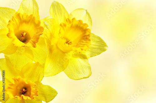 Fototapeta Naklejka Na Ścianę i Meble -  Yellow narcissi