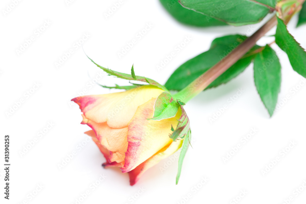 yellow red rose isolated on white