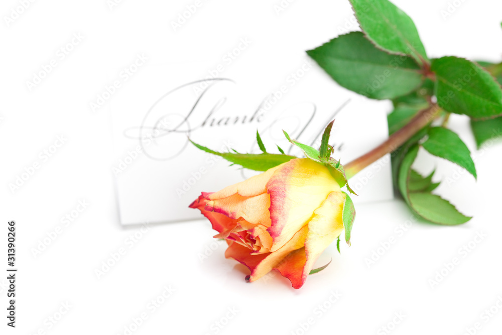 yellow red rose and a card with the words thank you isolated on yellow red rose and a card with the words thank you isolated on