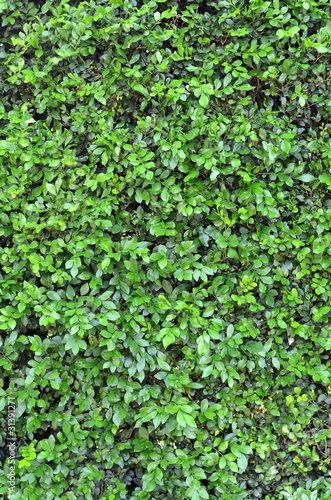Abstract Background Texture Of A Lush Green Hedge