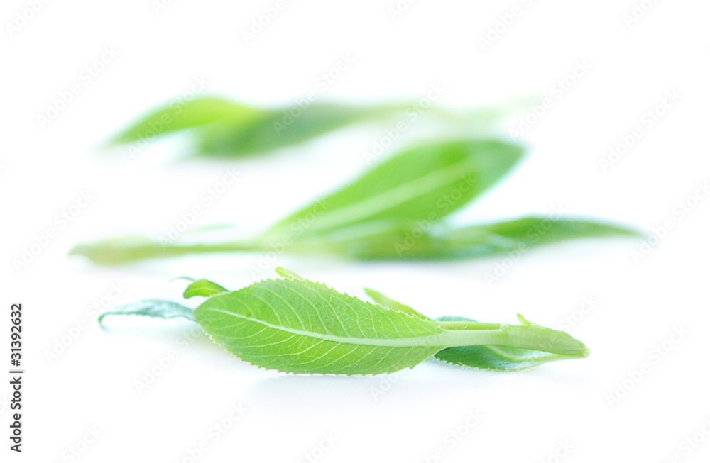 Fresh green leaves isolated on white background Fresh green leaves isolated on white background