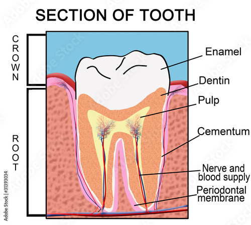 Section of Tooth