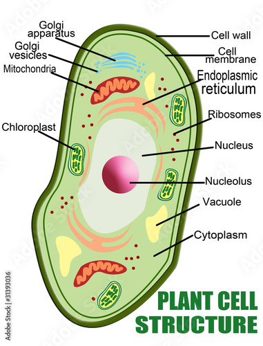 Plant cell structure