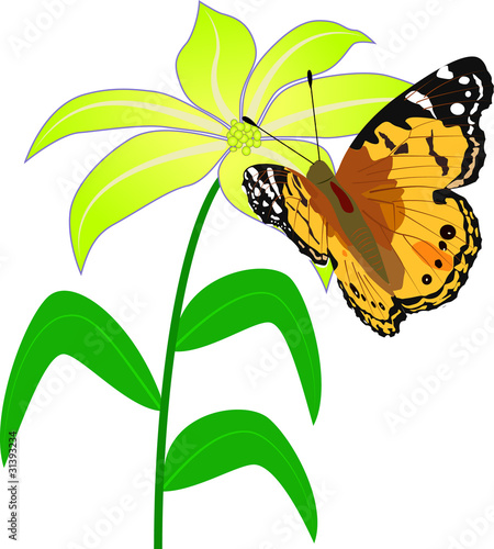 butterfly flower