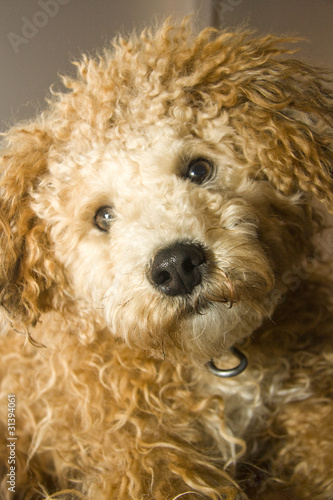 Curly Haired Puppy