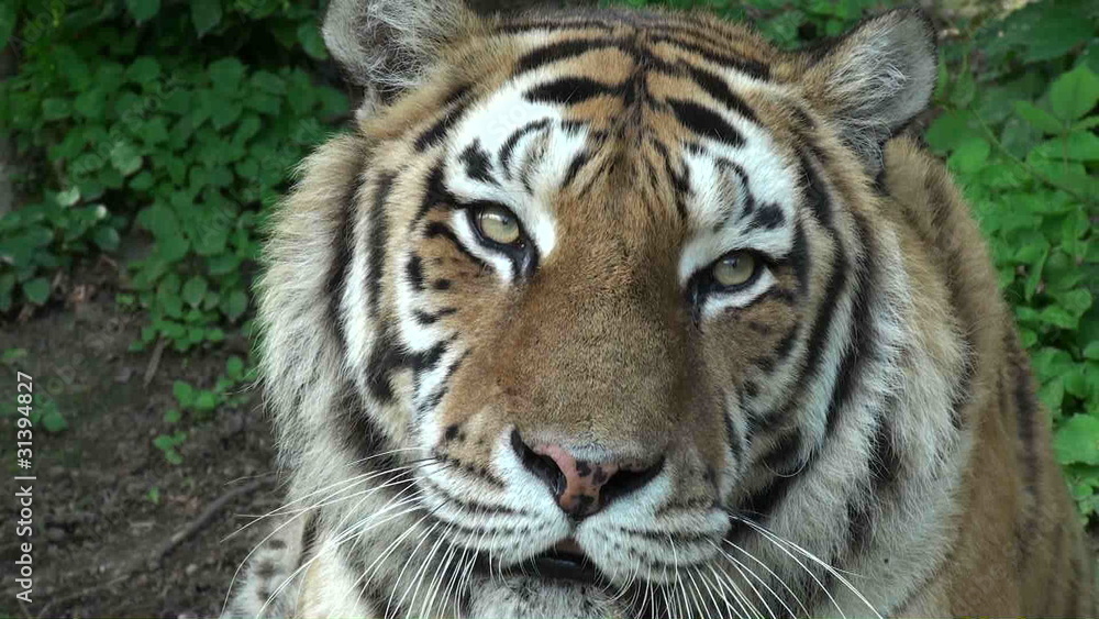 head of tiger head of tiger