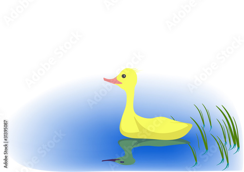 Duckling on water