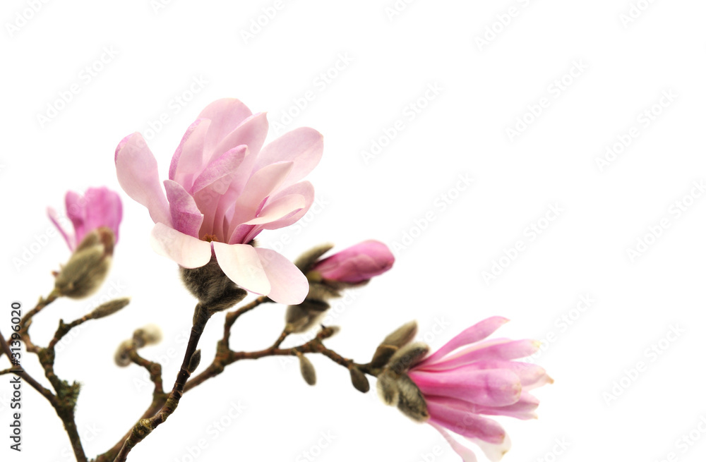 Naklejka premium Pink magnolia flowers isolated on white