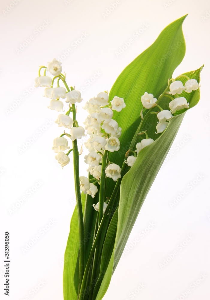 Fototapeta premium brins de muguet