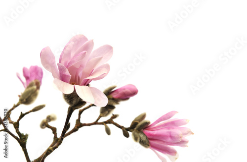 Pink magnolia flowers isolated on white