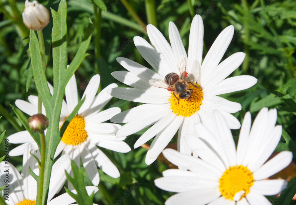 Obraz premium marguerites
