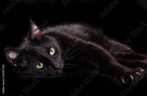 Fototapete Black cat showing it's claws lying on black background