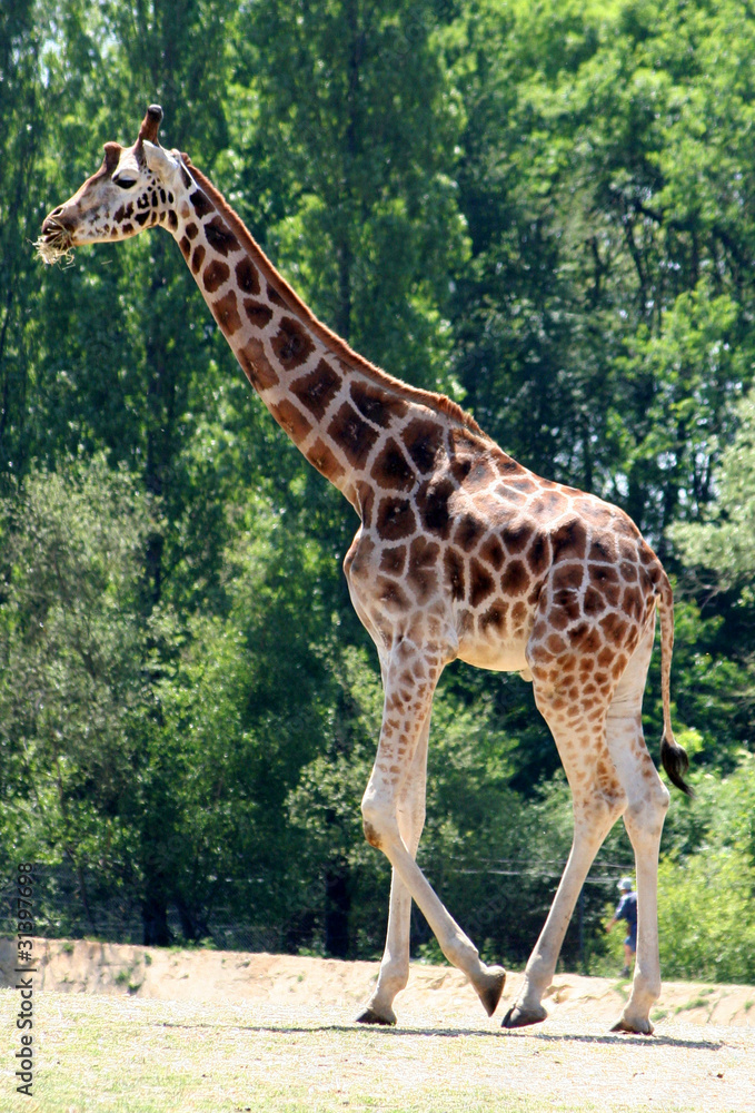 Naklejka premium Girafe
