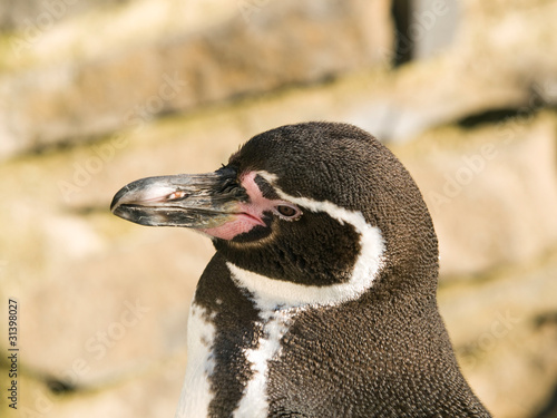 Head of Humboldt penguin - Spheniscus humboldti