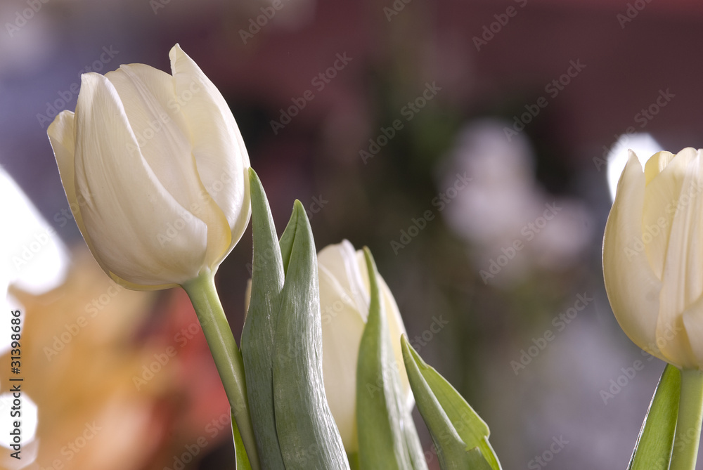 Obraz premium tulipany