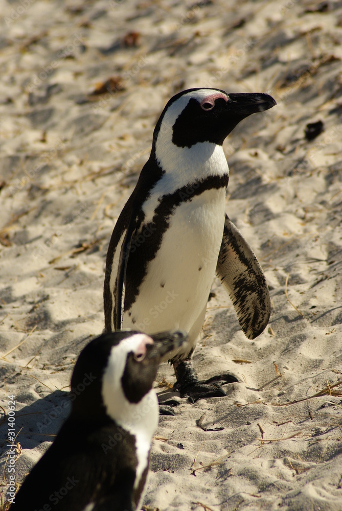 Fototapeta premium PINGUINO AFRICANO