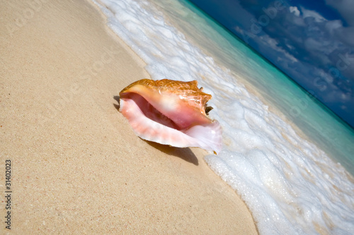 Shell on a white sand beach near blue see