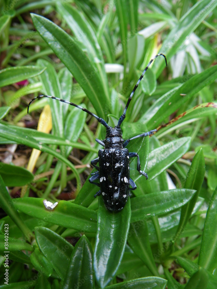 Fototapeta premium カミキリムシ