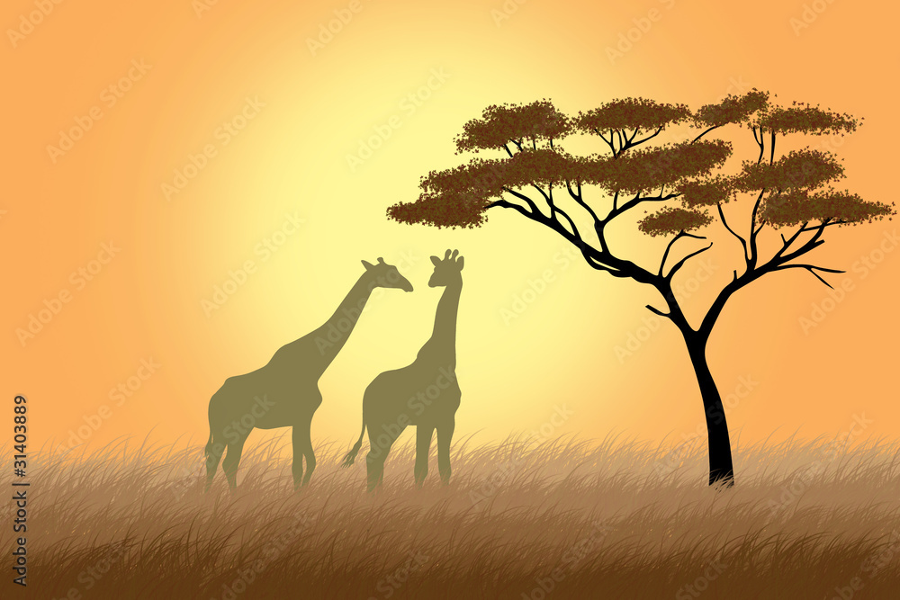 Two giraffes over sunrise near acacia