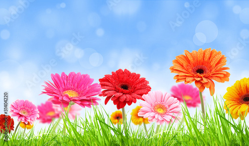 COlored gerber flowers with blurred sky background