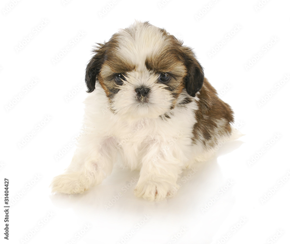 cute puppy cute puppy