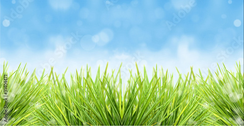 Fresh grass with blurred blue sky
