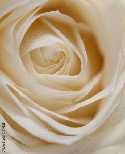 Pastelfarbene Rose