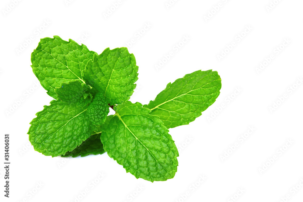 Fresh green mint isolated on white Fresh green mint isolated on white