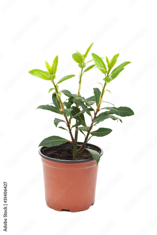 Small laurel tree in the pot Small laurel tree in the pot