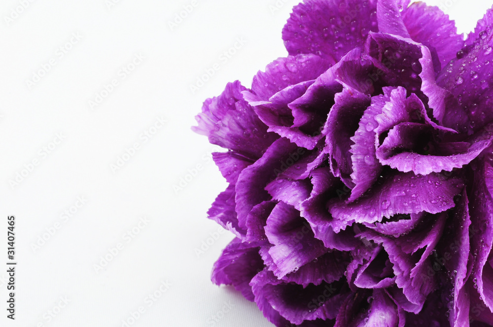 Obraz premium Purple Carnation Isolated on white background
