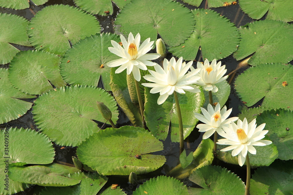 White water lilies in the pond White water lilies in the pond
