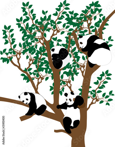 panda on the tree