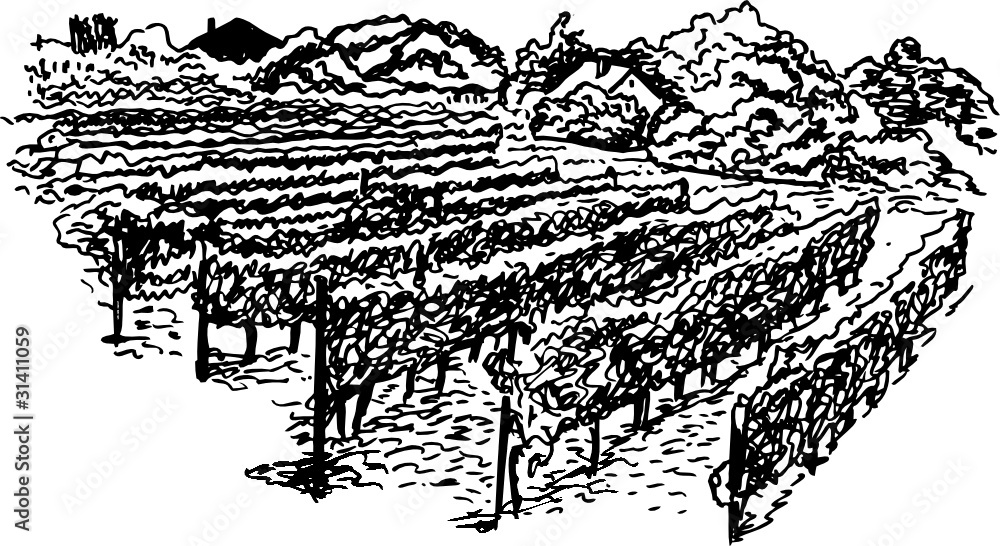 vineyard hand drawing