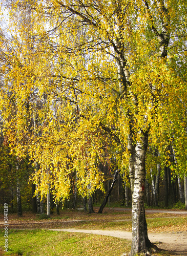 Yellow birch tree