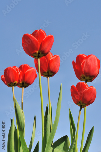 Red Tulips   Blue Sky