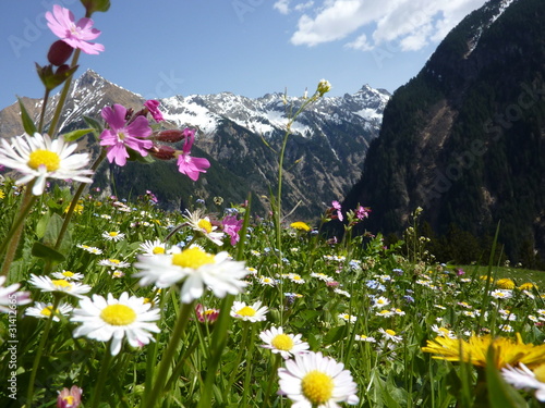 Blumenwiese mit Gebirge im Hintergrund #31412665
