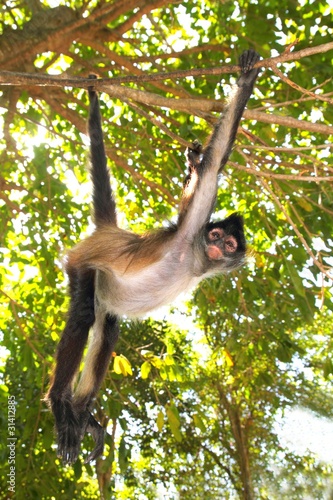 Ateles geoffroyi  Spider Monkey Central America
