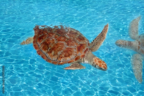 Green sea Turtle Chelonia mydas  Caribbean