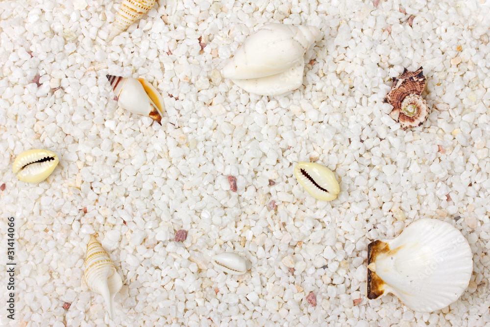 sand and sea shells sand and sea shells