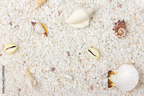 sand and sea shells