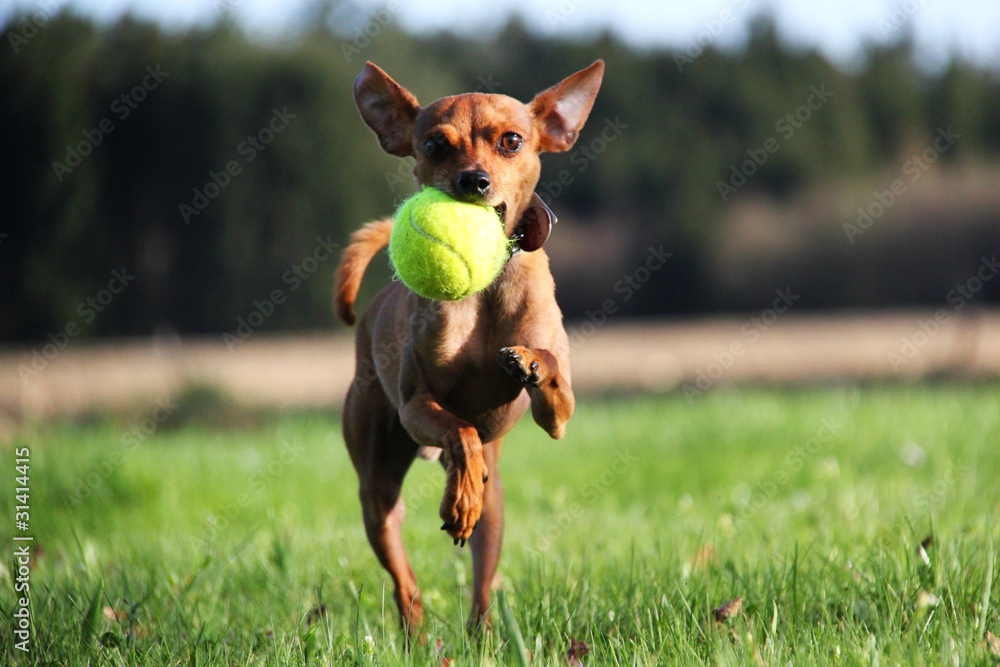 hund mit tennisball I